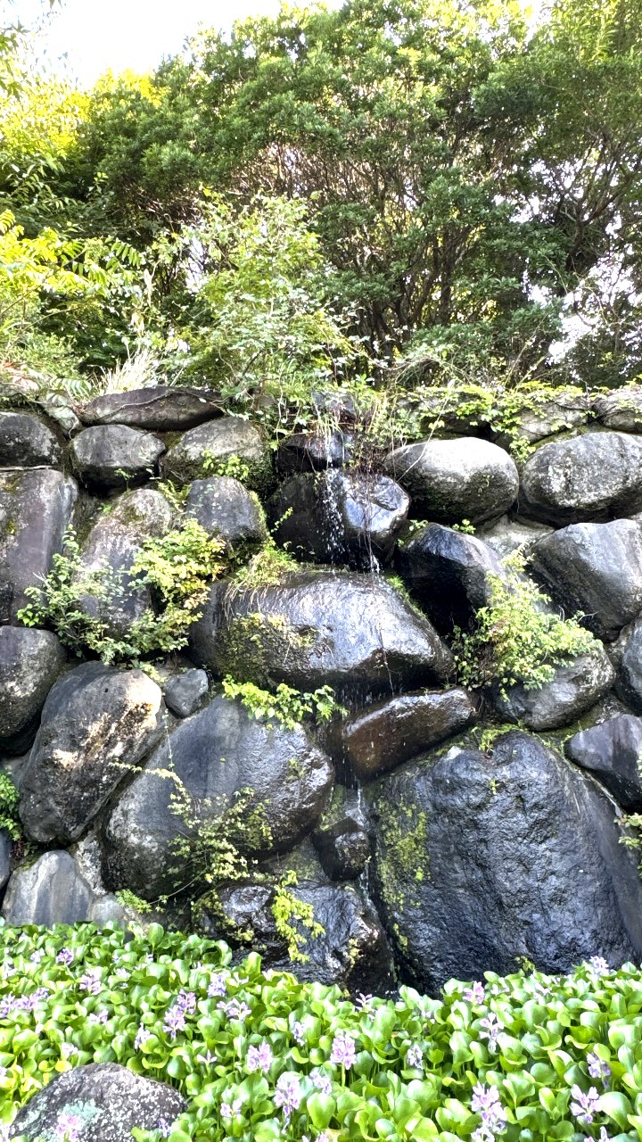 岩を伝う清水と苔