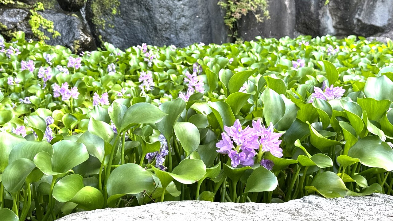一面に咲く紫の花