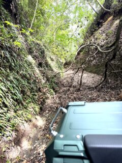 愛車のセローと訪れた林道を塞ぐ倒木