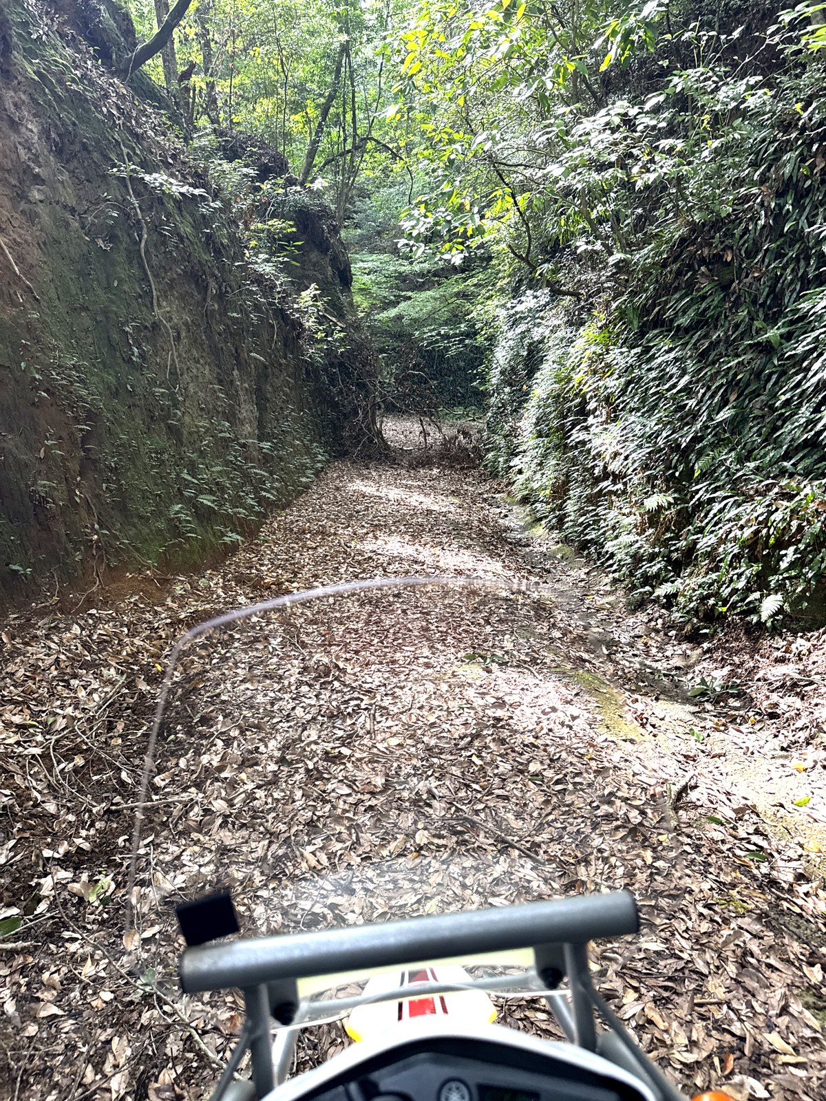 落ち葉に覆われた林道とセローの前方