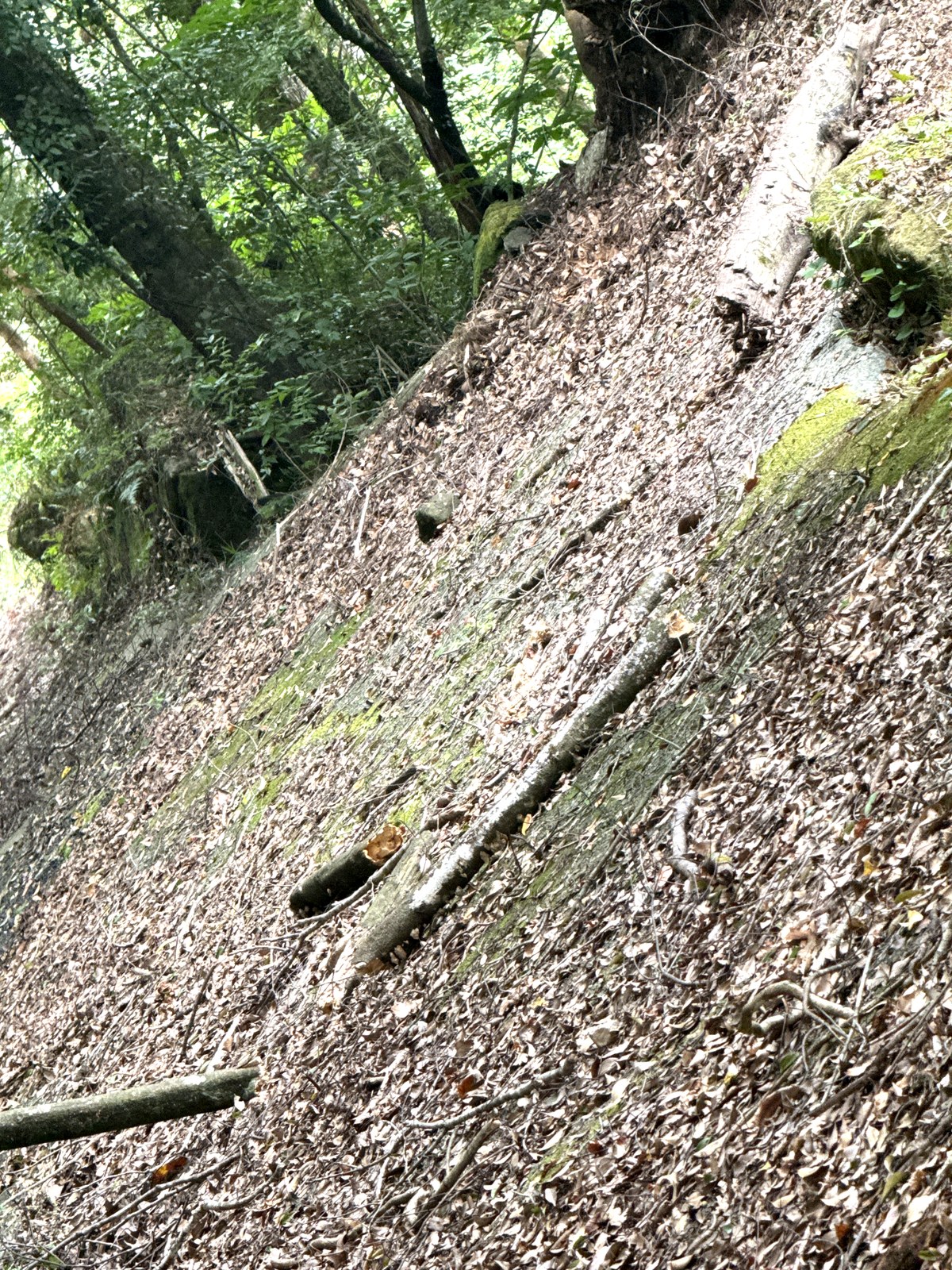 落ち葉と木の根が広がる林道